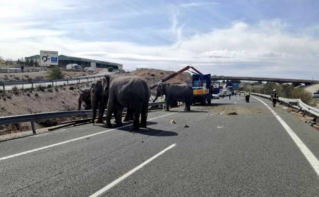 Accidente camión de elefantes