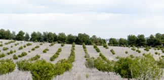 El Bosque Scania no deja de crecer El Bosque Scania no deja de crecer